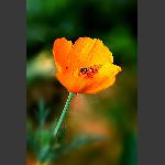 蜂儿恋花