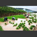 农忙时节