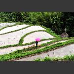 溜 狗