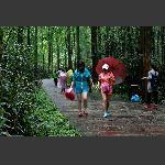 春雨金鞭溪