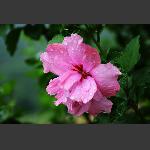 雨中木槿花