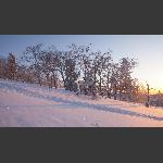 雪乡