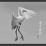 白鹭靓照