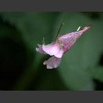 龙虾花