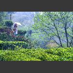 菜茶