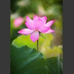 雨荷