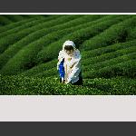 采茶女