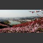 桃花盛开映市城