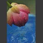雨荷