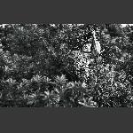 杨梅熟了