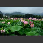 雨中荷
