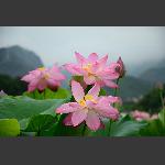 雨中荷