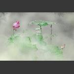梦荷