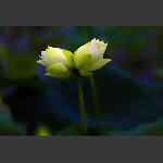 并帝莲花