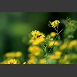 蜂花之恋