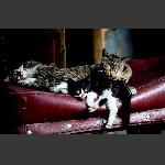 南门囗猫