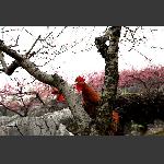 花鸡公