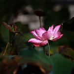 野荷
