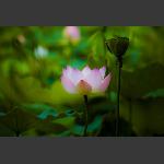 荷