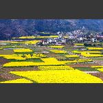 田园新村