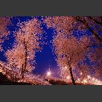 雾凇夜景