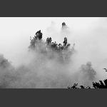 雾漫山更秀