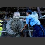 农家木桶蜂 ( 5 )