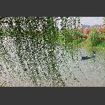 樱花映杨柳