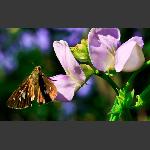 豆角花