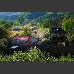 梨花村