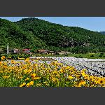 乡村小景
