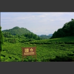 高山有机生态茶园