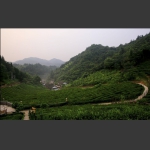 袁家界茶厂