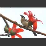 木棉花2