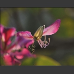 紫荆花