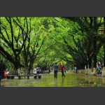 雨后开怀
