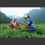 四关峪土家妹採莓茶