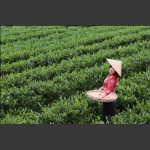 春茶