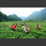 罗塔坪乡四关峪莓茶合作社实拍