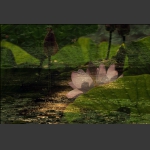 荷