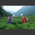 罗塔坪乡四关峪土家莓茶实拍