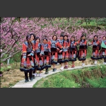桃花红
