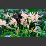 蝶弄花