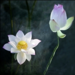 荷花姐弟