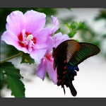 蝶恋花