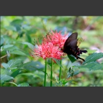 蝶恋花