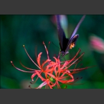 蝶恋花
