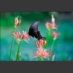 蝶恋花