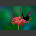 蝶恋花
