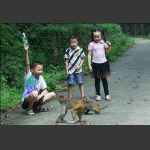 顽皮的小猴（二）